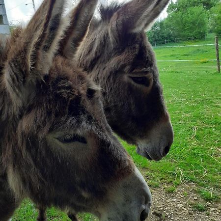 Gite Aux Anes Avec Spa Menetou-Râtel Kültér fotó