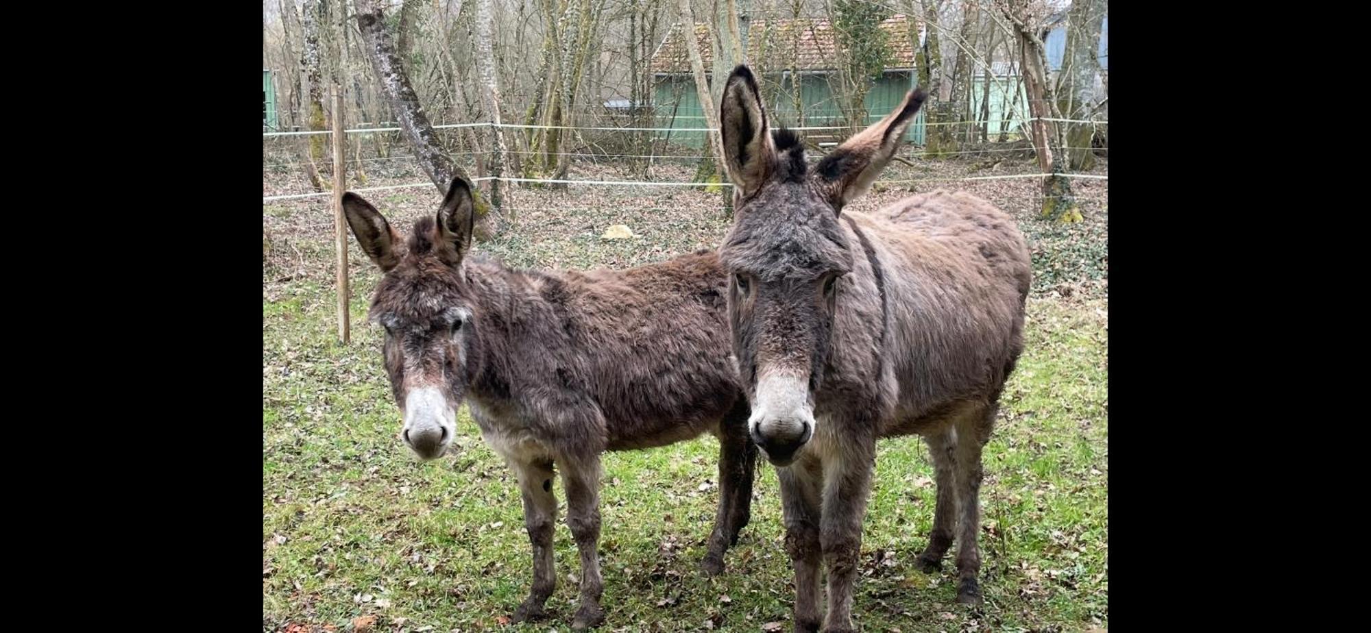 Gite Aux Anes Avec Spa Menetou-Râtel Kültér fotó